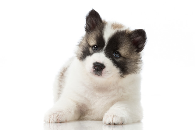 Lily at 6 weeks old