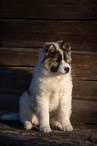 Fin/ Li Ch. Roy Hill North Star (Fizz)