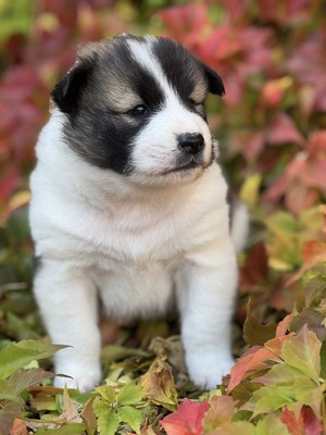 Roy Hill Lanna's River (Ailo)