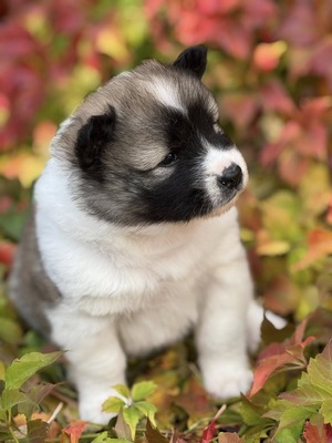 Roy Hill Lanna's Horizon (Bodhi)