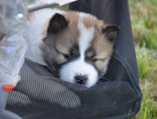 Roy Hill Dances With Tigers (Salsa)