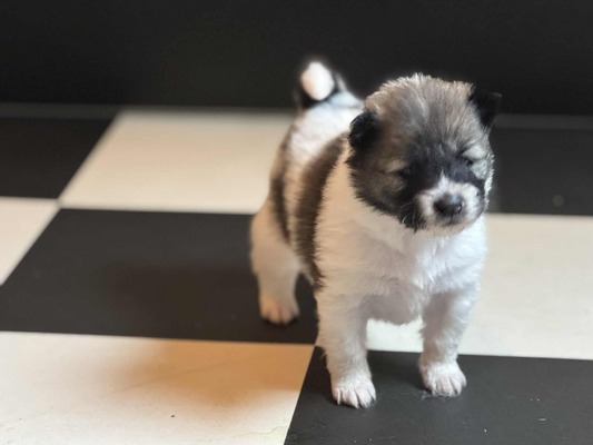 Roy Hill Shine Like A Diamond (Lumi)