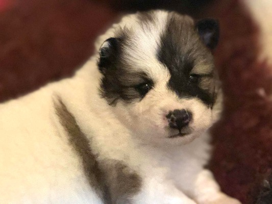 Roy Hill Written In Stardust