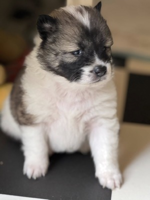 Roy Hill Diamond Signature