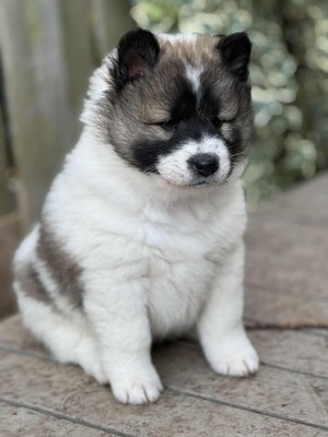 Roy Hill Inked In Love (Nova)