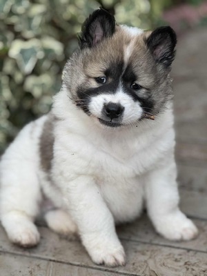 Roy Hill Diamond Artisan (Mason)