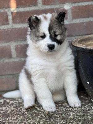 Roy Hill Written In Stardust (Bella)