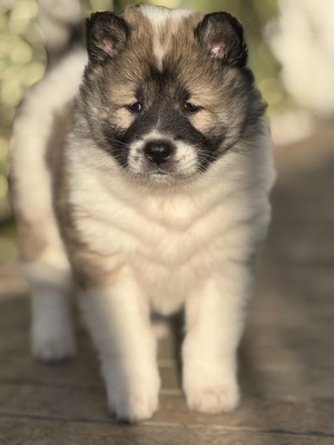 Roy Hill Diamond Signature (Diamond)