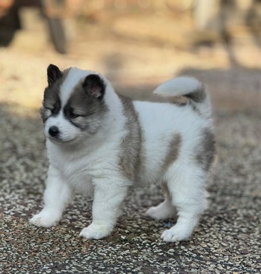 Roy Hill Painted By Fortune (Faith)