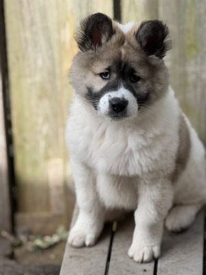 Roy Hill Diamond Artisan (Mason)