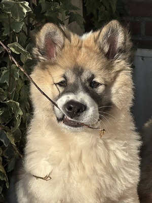 Roy Hill Diamond Artisan (Mason)