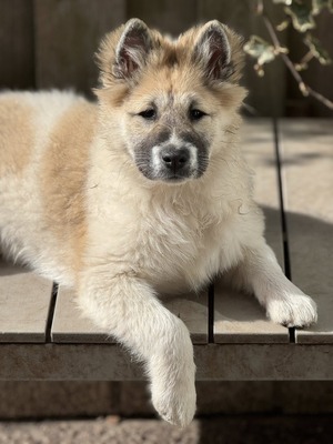 Roy Hill Shine Like A Diamond (Lumi)