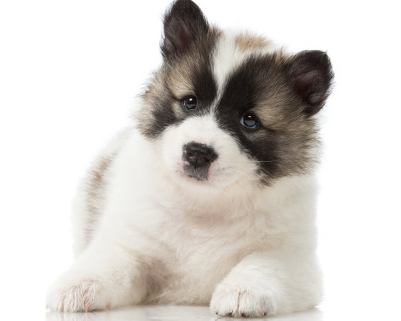 Lily at 6 weeks old