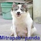 Mitrapab Panda