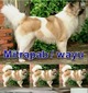 Mitrapab Wayu