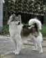 BISS.Thai.Ch. Kasalong