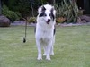 Puinoon