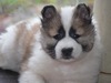 Roy Hill Briliant Star Diamond