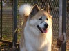 BISS/Thai.Ch. Holly