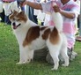 BISS/Thai Ch. SanMuang Kamolchai Bangkaew kennel
