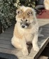 Roy Hill Diamond Signature (Misty)