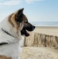 Roy Hill Lanna's Horizon (Bodhi)
