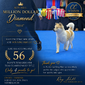 Roy Hill Million Dollar Diamond (Blue)